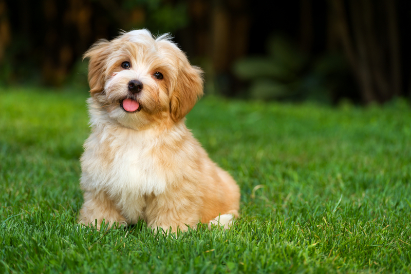 Havanese | Shutterstock Photo by Dorottya Mathe