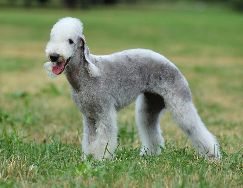 Bedlington Terriers | Shutterstock Photo by Natalia V Guseva