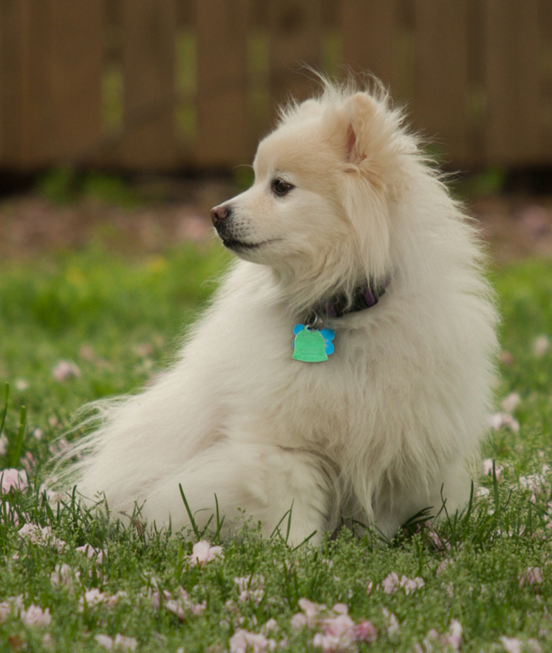 American Eskimo Toy | Shutterstock Photo by Rachel Weintraub