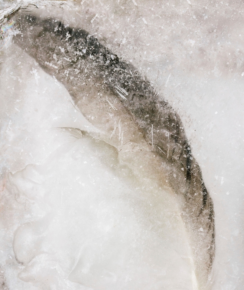 Frozen Feather | Alamy Stock Photo by mauritius images GmbH/Anke Doerschlen