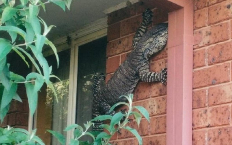 Lizards Down Under | Imgur.com/wBd7LCH